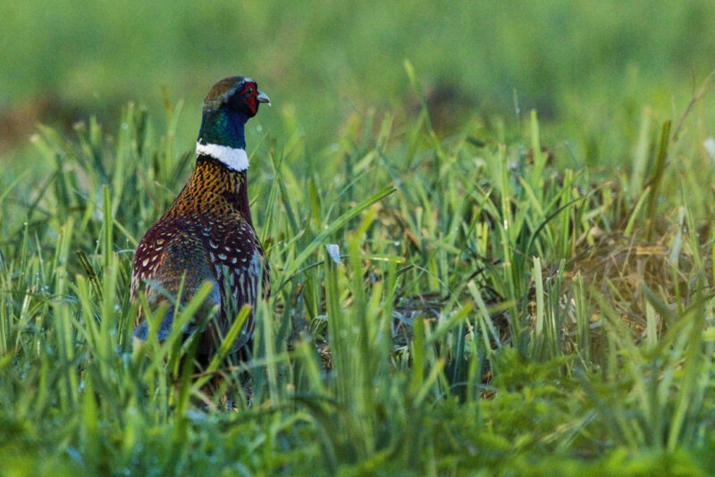 Faisan de Colchide mâle